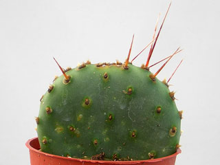 Opuntia phaeacantha 'Paucispina'   - Pot  8 cm