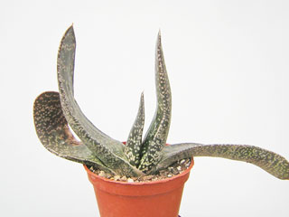 Gasteria pillansii   - Pot 10 cm