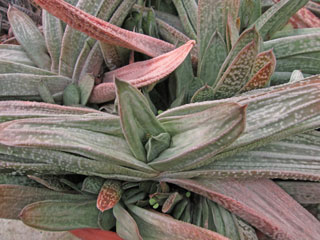 Gasteria 'Hummel's Silver'   - Pot  5 cm