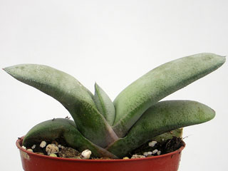 Gasteria glomerata   - Pot  5 cm