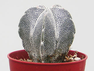 Astrophytum myriostigma 'Onzuka'   - Pot  5 cm