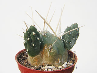 Cumulopuntia chichensis     - Pot  5 cm