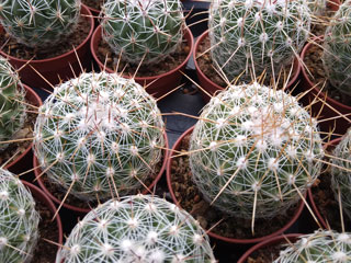 Thelocactus conothelos var. aurantiacus   - Pot  5 cm