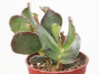 Adromischus sphenophyllus   - Pot  5 cm