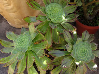 Aeonium arboreum v. holochrysum (vestitum) x palmense F1   - Pot  6 cm