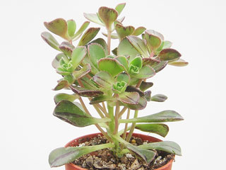 Aeonium x tenensis   - Pot  6 cm