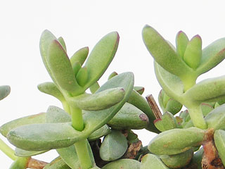 Crassula nudicaulis var. herrei   - Pot  5 cm