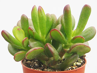 Crassula ovata 'Hobbit'   - Pot  5 cm