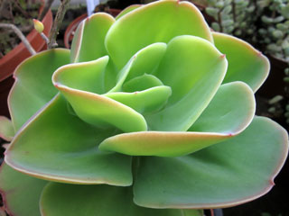 Echeveria pallida 