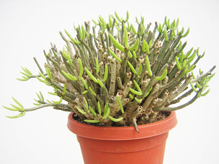 Tylecodon buchholzianus   - Pot  5 cm