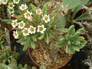 Tylecodon reticulatus ssp. phyllopodium   - Pot  5 cm