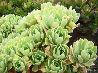 Aeonium 'Green Ballerina'   - Pot  6 cm