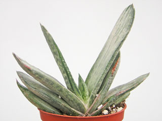 Gasteria 'Gracilis Variegata'   - Pot  5 cm