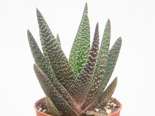 Gasterhaworthia 'Royal Highness'   - Pot 10 cm