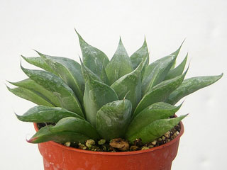 Haworthia retusa forme geraldii   - Pot  6 cm