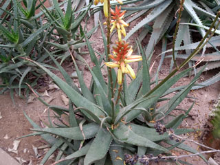 Aloe lutescens  (Aloe cryptopoda var. lutescens)   - Pot  8 cm