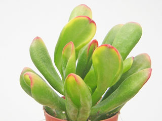 Crassula ovata 'Red Horn Tree'   - Pot  6 cm