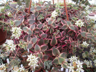 Crassula pellucida 'Calico Kitten'   - Pot  6 cm