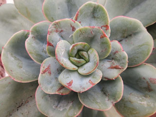 Echeveria 'Nubia'   - Pot  8 cm