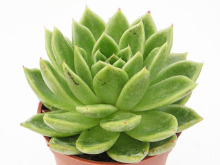 Echeveria x gilva 'Gilva'   - Pot  6 cm