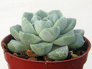 Echeveria elegans (albicans)   - Pot  6 cm