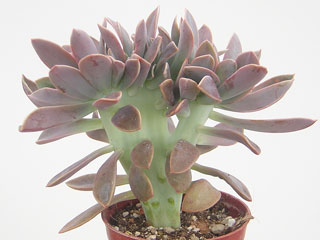 Graptoveria 'Jérémie' forme cristata   - Pot  6 cm