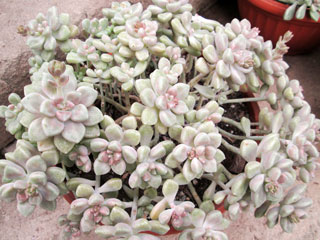 Graptopetalum mendozae   - Pot  5 cm