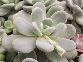 Pachyveria 'Muelleri'   - Pot  6 cm