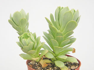 Sedeveria 'Green Rose'   - Pot  6 cm