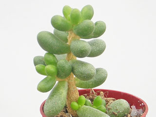 Sedum hernandezii   - Pot  5 cm