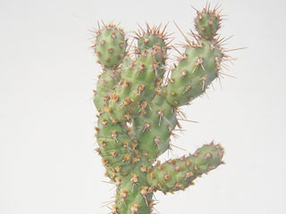 Cylindropuntia x prolifera   - Pot  5 cm