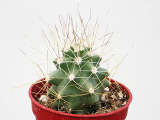 Echinocereus mapimiensis     - Pot  5 cm