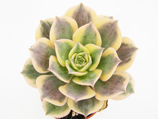 Aeonium davidbramwellii 'Sunburst'   - Pot  6 cm