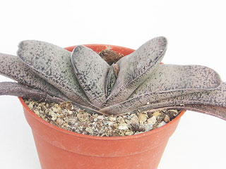 Gasteria baylissiana   - Pot  5 cm