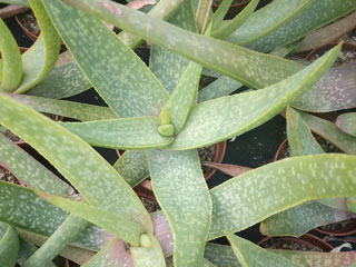 Aloe buhrii     - Pot 10 cm