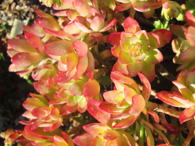 Sedum palmeri   - Pot  6 cm