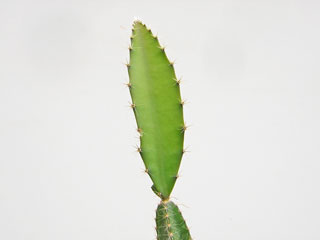 Hylocereus costaricensis     - Pot  8 cm