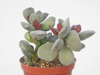 Adromischus marianiae var. kubusensis 'Blosianus'   - Pot  5 cm