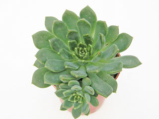 Echeveria 'Ron Evans'   - Pot  5 cm