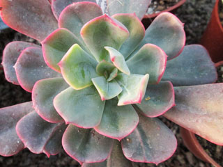 Echeveria 'Briar Rose'   - Pot  6 cm