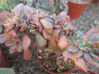 Echeveria 'Briar Rose' forme cristata   - Pot  6 cm