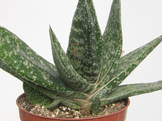 Gasteria bicolor 'Spiralis'   - Pot  6 cm