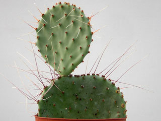 Opuntia azurea v. diplopurpurea (Op. macrocentra var. minor)   - Pot 14 cm