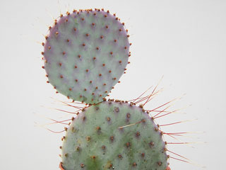 Opuntia santa-rita     - Pot 12 cm