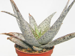 Aloe rauhii 'Snowflake'   - Pot 10 cm