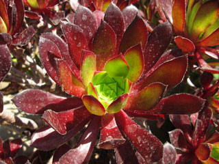 Aeonium 'Firecracker' (simsii x 'Zwartkop')   - Pot  8 cm