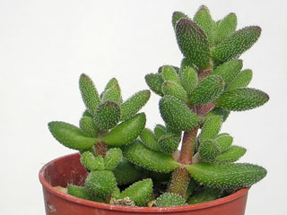 Crassula hirtipes   - Pot  5 cm