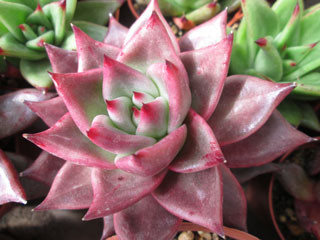 Echeveria agavoides 'Romeo'   - Pot  6 cm