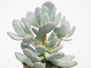 Pachyphytum glutinicaule   - Pot  6 cm