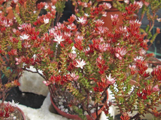 Sedum moranense   - Pot  5 cm